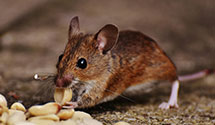24 Hour & Emergency Exterminators in Eville, PA